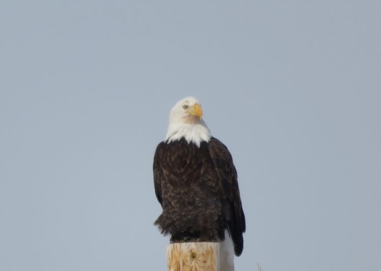 Bald eagle perched on telephone pole